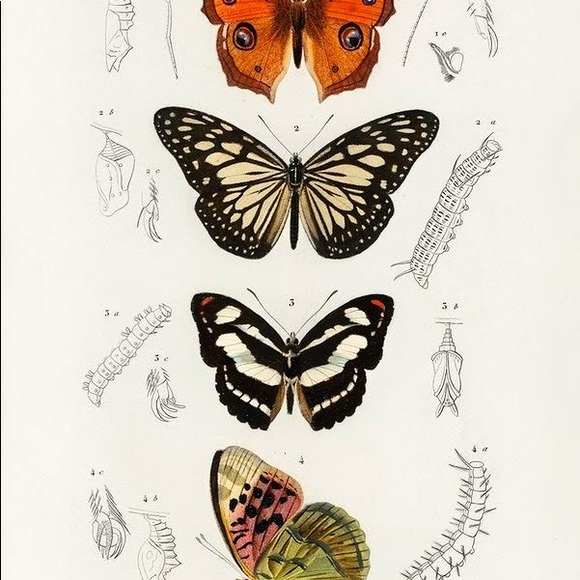 8 Framed Vertical Butterfly Prints - Picture 6 of 9